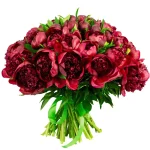 Пионы бордовые