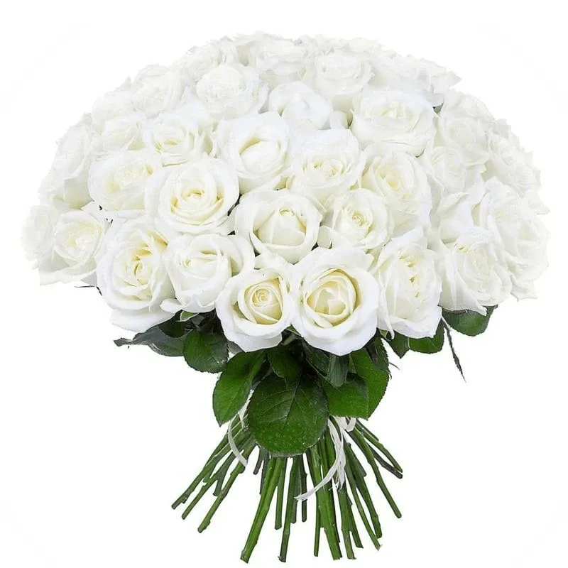 Розы Эквадор белые